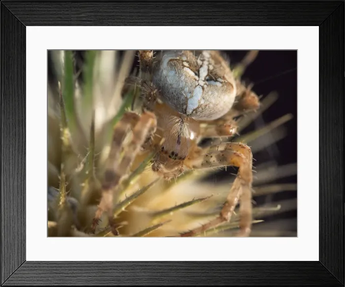 Framed Print : Picture No. 11675423 Framed Print : Picture No. 11675423