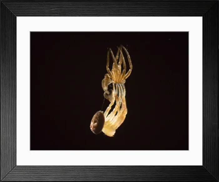 Framed Print : Picture No. 11675424 Framed Print : Picture No. 11675424