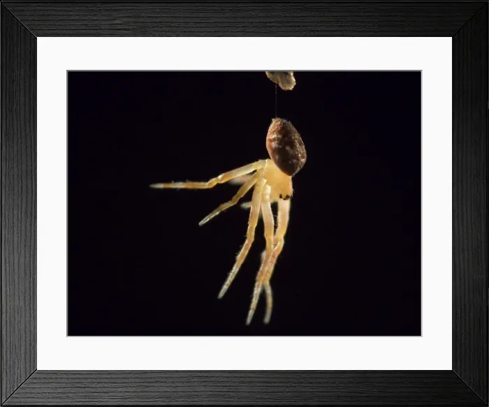 Framed Print : Picture No. 11675425 Framed Print : Picture No. 11675425