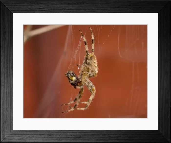 Framed Print : Picture No. 11675427 Framed Print : Picture No. 11675427