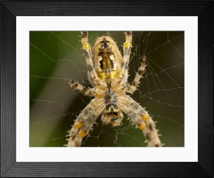 Framed Print : Picture No. 11675426 Framed Print : Picture No. 11675426