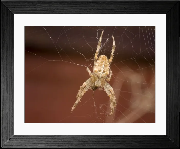 Framed Print : Picture No. 11675428 Framed Print : Picture No. 11675428