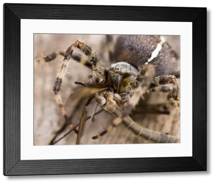 Framed Print : Picture No. 11675429 Framed Print : Picture No. 11675429
