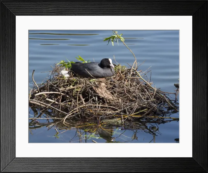 Framed Print : Picture No. 11675430 Framed Print : Picture No. 11675430