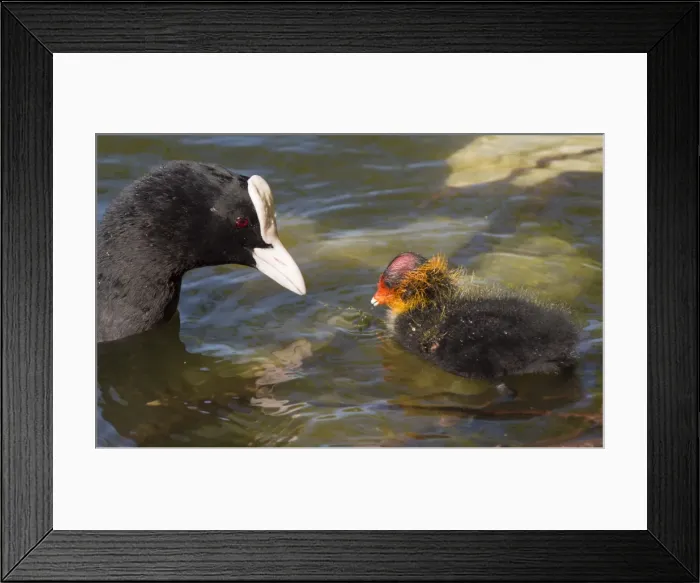 Framed Print : Picture No. 11675432 Framed Print : Picture No. 11675432