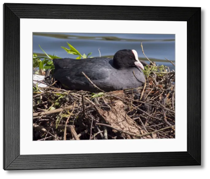 Framed Print : Picture No. 11675431 Framed Print : Picture No. 11675431