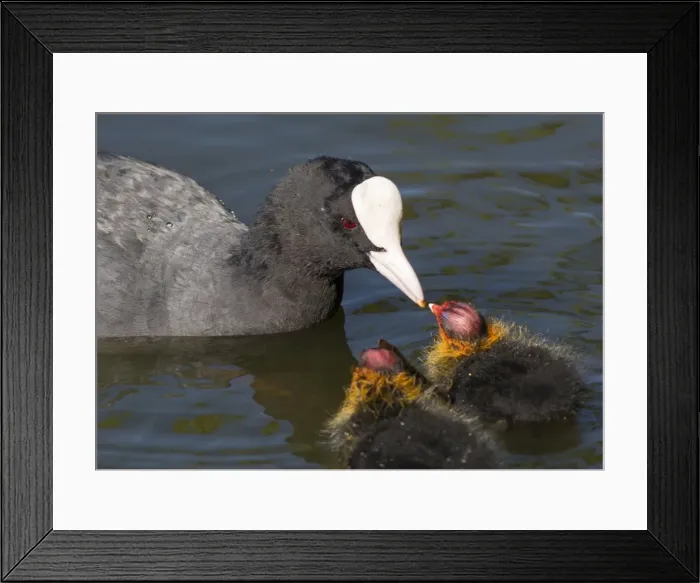 Framed Print : Picture No. 11675433 Framed Print : Picture No. 11675433