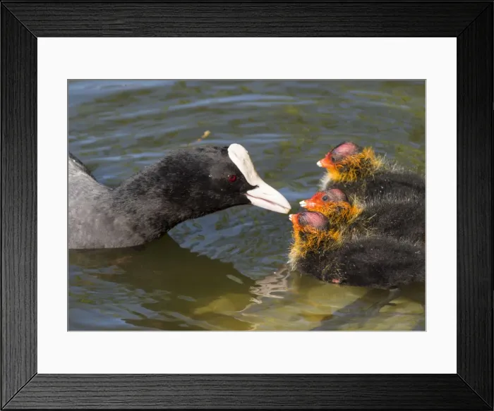 Framed Print : Picture No. 11675434 Framed Print : Picture No. 11675434