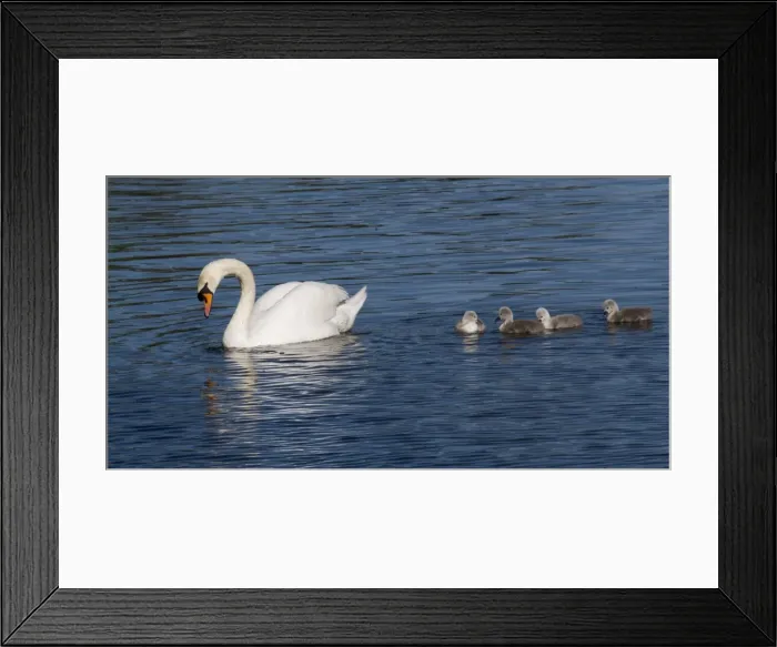 Framed Print : Picture No. 11675436 Framed Print : Picture No. 11675436