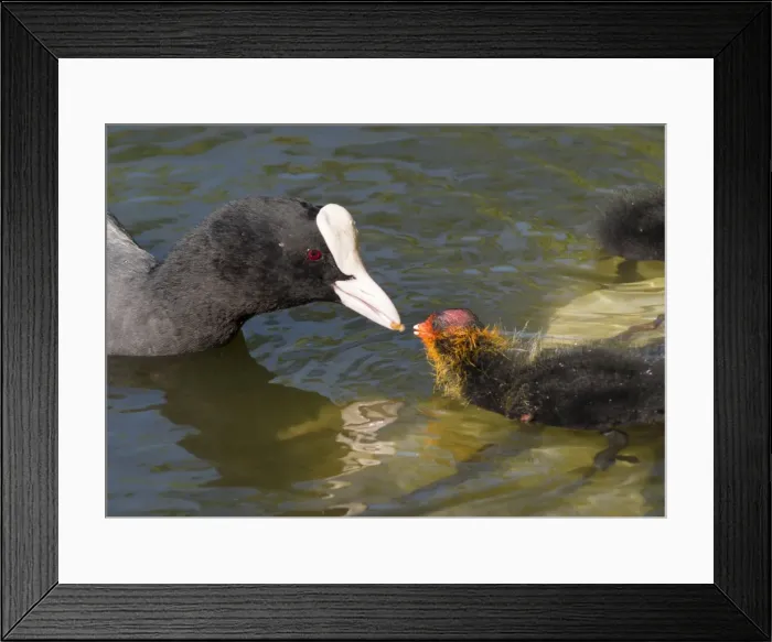 Framed Print : Picture No. 11675435 Framed Print : Picture No. 11675435