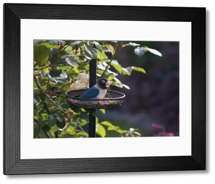 Framed Print : Picture No. 11675438 Framed Print : Picture No. 11675438