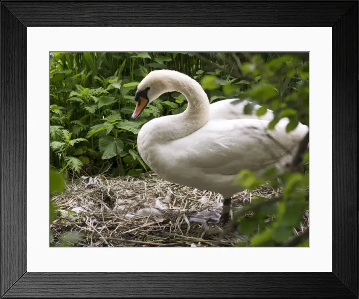Framed Print : Picture No. 11675437 Framed Print : Picture No. 11675437