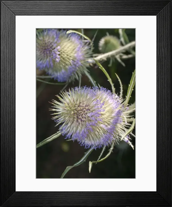 Framed Print : Picture No. 11675440 Framed Print : Picture No. 11675440