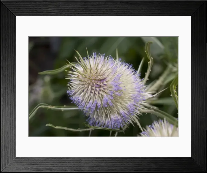 Framed Print : Picture No. 11675439 Framed Print : Picture No. 11675439