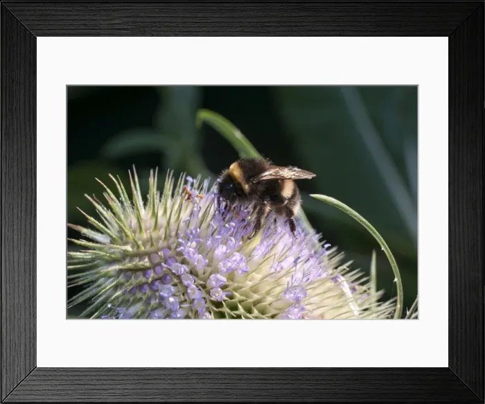 Framed Print : Picture No. 11675442 Framed Print : Picture No. 11675442