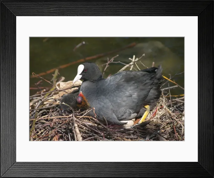 Framed Print : Picture No. 11675443 Framed Print : Picture No. 11675443