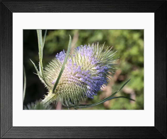 Framed Print : Picture No. 11675441 Framed Print : Picture No. 11675441