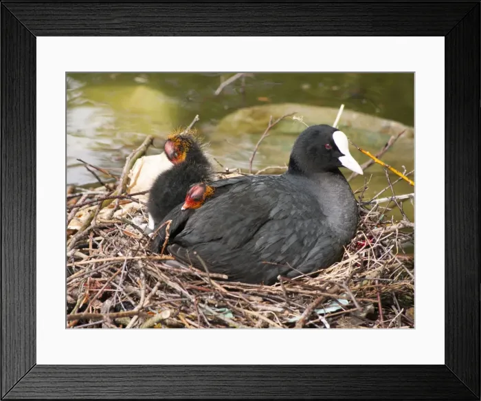 Framed Print : Picture No. 11675445 Framed Print : Picture No. 11675445