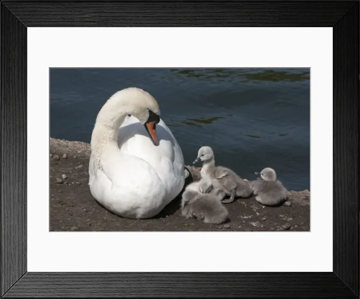 Framed Print : Picture No. 11675444 Framed Print : Picture No. 11675444