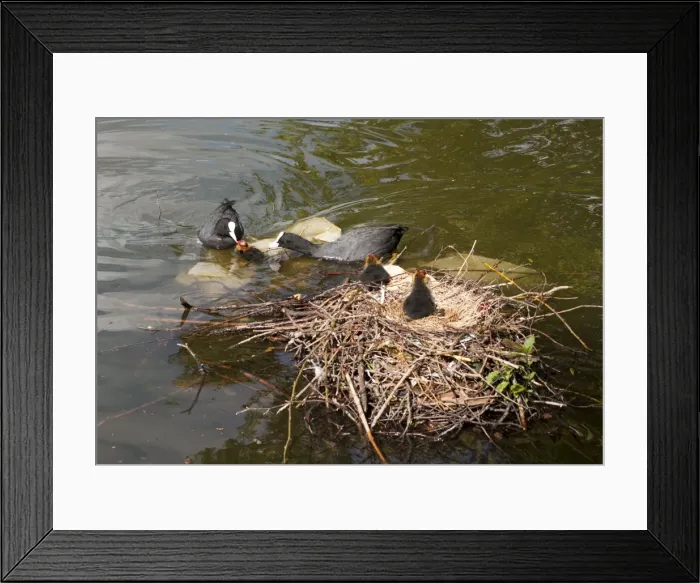 Framed Print : Picture No. 11675446 Framed Print : Picture No. 11675446