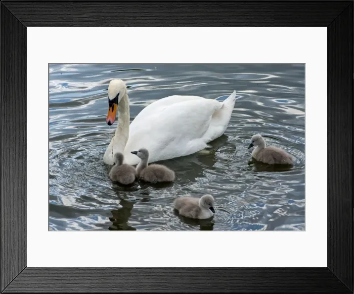 Framed Print : Picture No. 11675448 Framed Print : Picture No. 11675448
