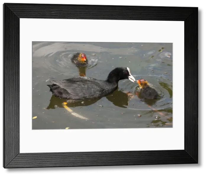 Framed Print : Picture No. 11675447 Framed Print : Picture No. 11675447