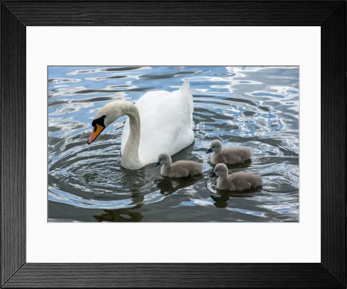 Framed Print : Picture No. 11675449 Framed Print : Picture No. 11675449