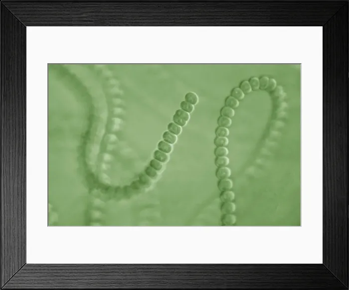 Framed Print : Picture No. 11675589 Framed Print : Picture No. 11675589