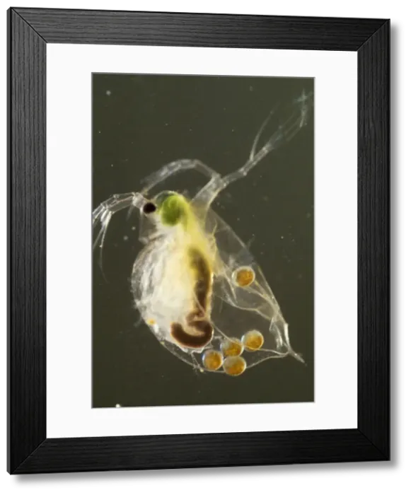 Framed Print : Picture No. 11675595 Framed Print : Picture No. 11675595