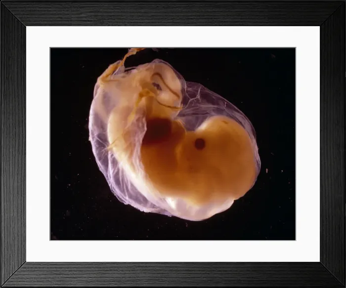 Framed Print : Picture No. 11675601 Framed Print : Picture No. 11675601