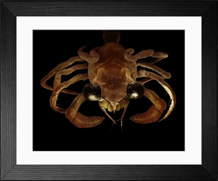 Framed Print : Picture No. 11675604 Framed Print : Picture No. 11675604