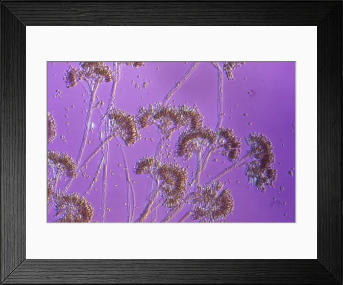 Framed Print : Picture No. 11675607 Framed Print : Picture No. 11675607
