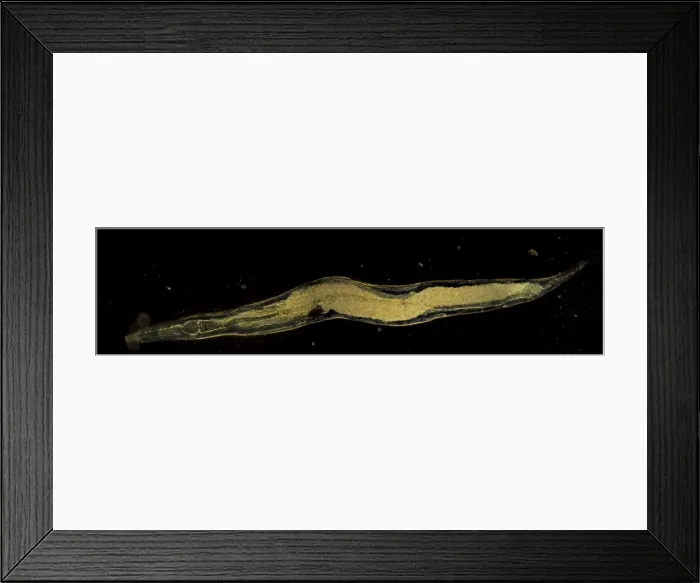 Framed Print : Picture No. 11675608 Framed Print : Picture No. 11675608
