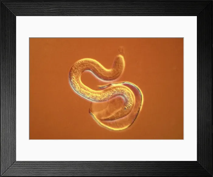 Framed Print : Picture No. 11675614 Framed Print : Picture No. 11675614