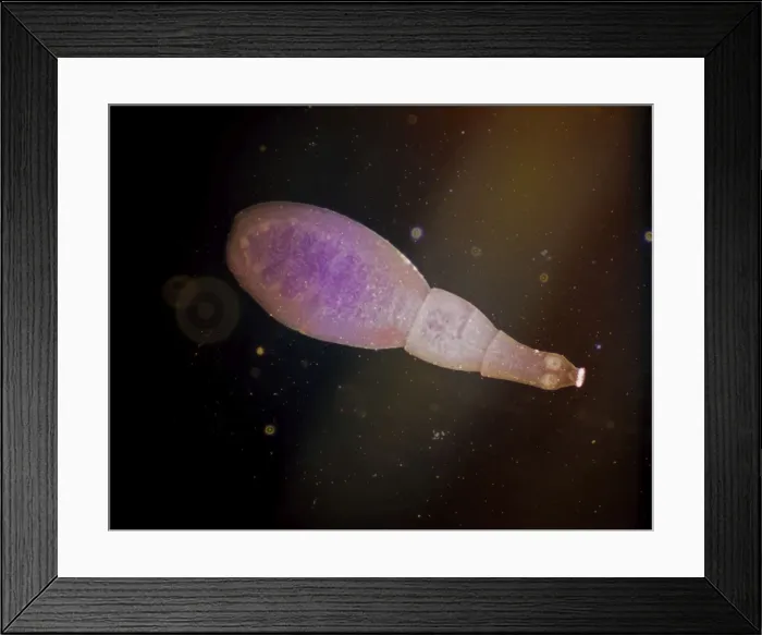 Framed Print : Picture No. 11675618 Framed Print : Picture No. 11675618
