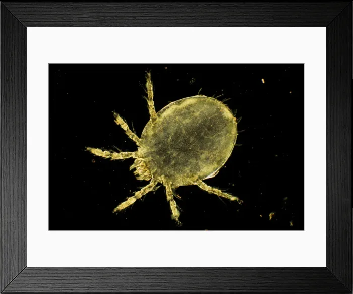 Framed Print : Picture No. 11675619 Framed Print : Picture No. 11675619