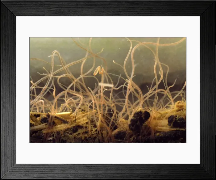 Framed Print : Picture No. 11675620 Framed Print : Picture No. 11675620