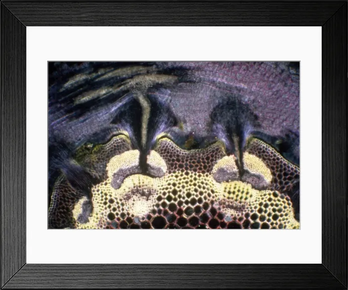 Framed Print : Picture No. 11675633 Framed Print : Picture No. 11675633