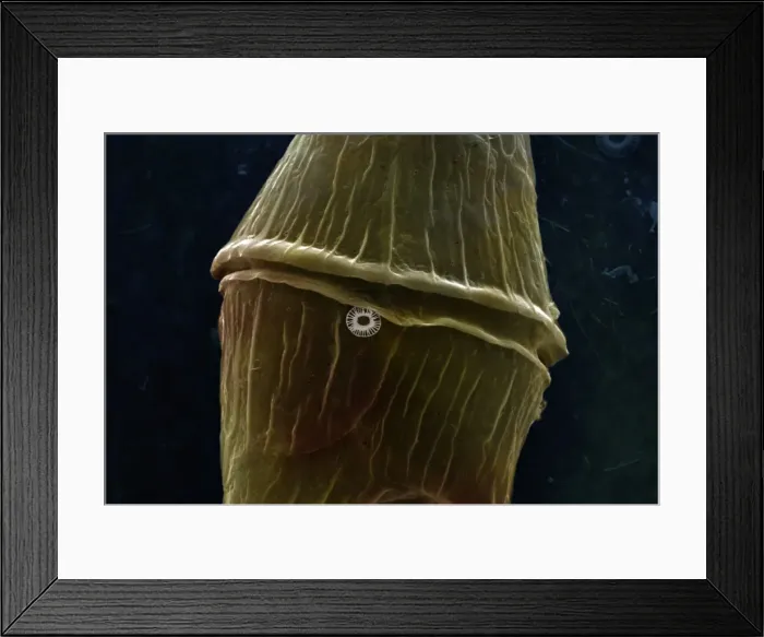 Framed Print : Picture No. 11675463 Framed Print : Picture No. 11675463