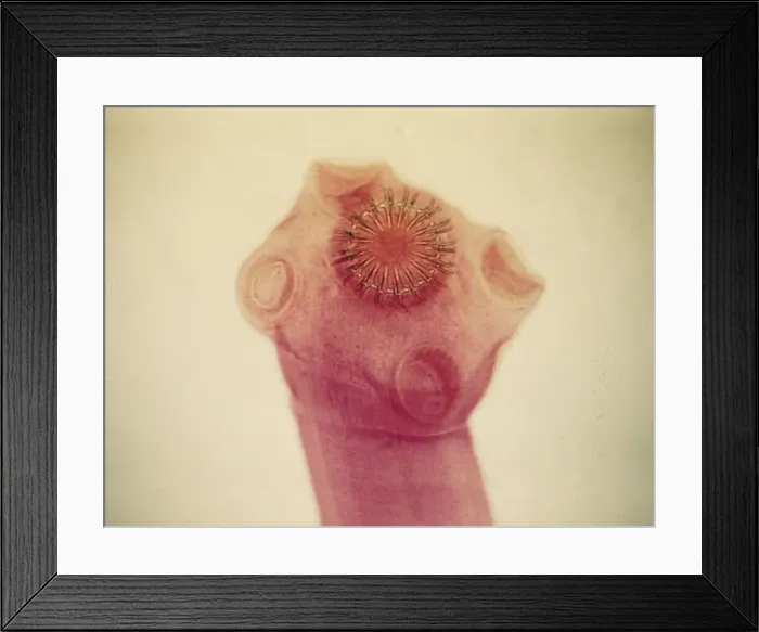 Framed Print : Picture No. 11675483 Framed Print : Picture No. 11675483