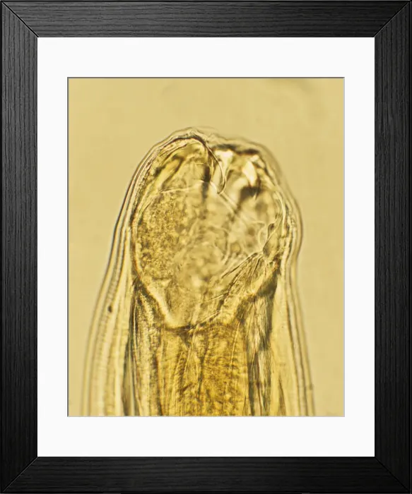 Framed Print : Picture No. 11675484 Framed Print : Picture No. 11675484