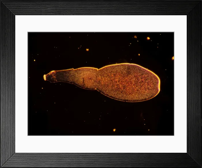 Framed Print : Picture No. 11675485 Framed Print : Picture No. 11675485