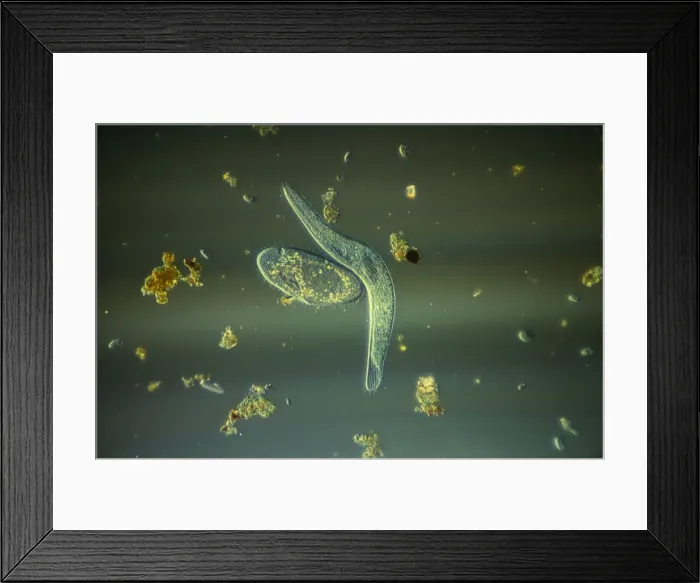Framed Print : Picture No. 11675490 Framed Print : Picture No. 11675490