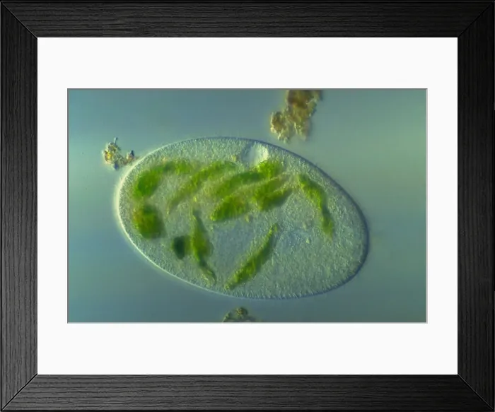 Framed Print : Picture No. 11675491 Framed Print : Picture No. 11675491