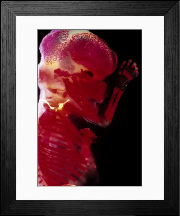 Framed Print : Picture No. 11675494 Framed Print : Picture No. 11675494