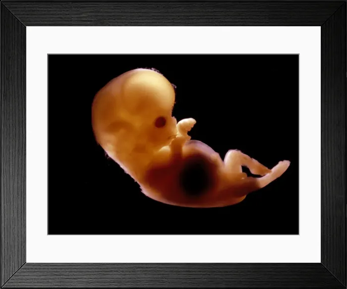 Framed Print : Picture No. 11675495 Framed Print : Picture No. 11675495