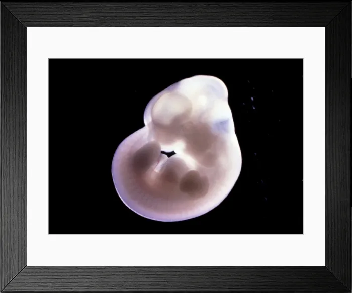 Framed Print : Picture No. 11675503 Framed Print : Picture No. 11675503