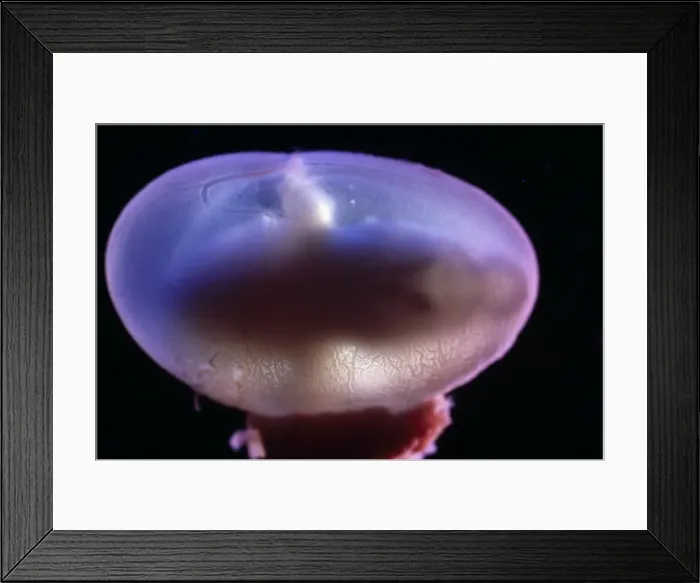 Framed Print : Picture No. 11675505 Framed Print : Picture No. 11675505