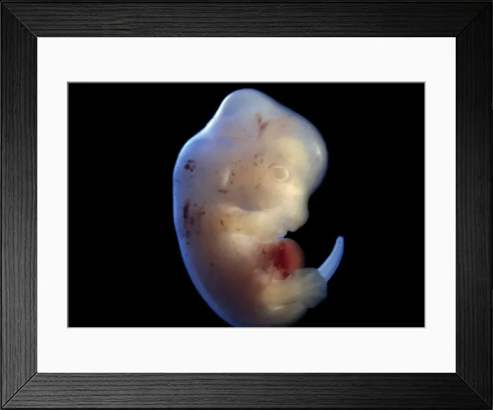 Framed Print : Picture No. 11675509 Framed Print : Picture No. 11675509