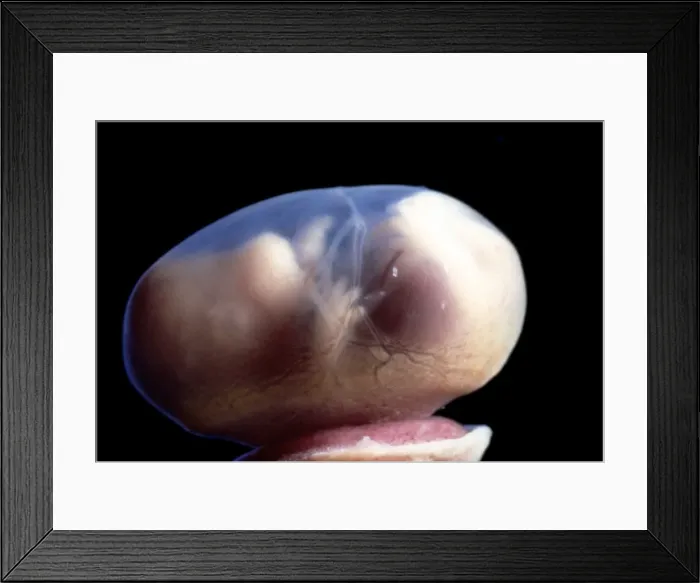 Framed Print : Picture No. 11675510